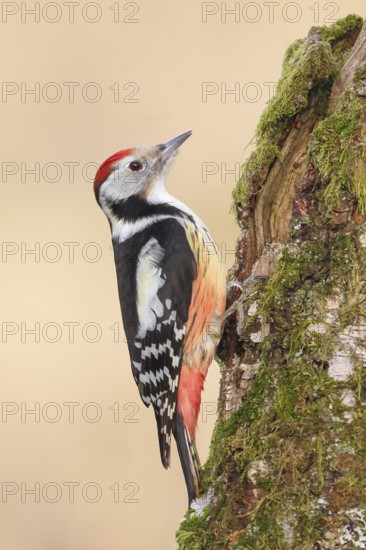 Middle spotted woodpecker (Dendrocopos medius), on a birch overgrown with moss, wildlife,