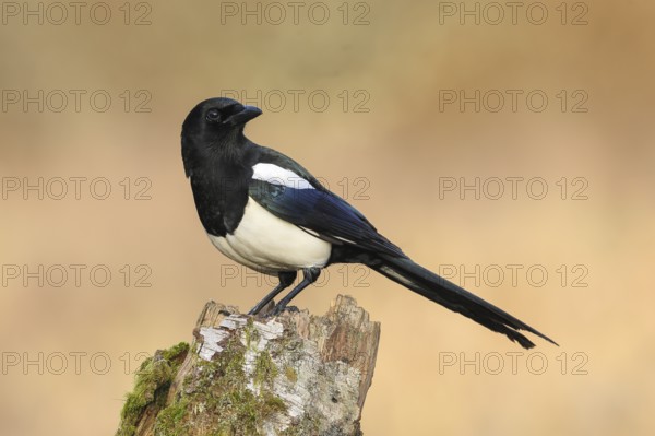 Magpie, (Pica pica) sitting on a birch overgrown with moss, wildlife, corvid, nature photography,