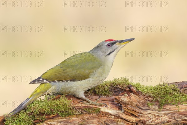 Grey-headed Woodpecker (Picus canus), Grasspecker or Pileated Woodpecker, male sitting on a