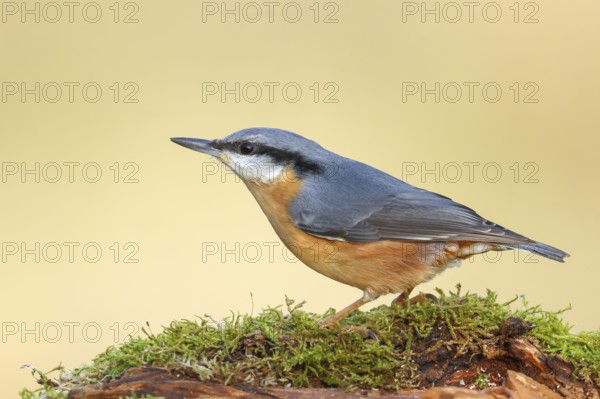 Nuthatch (Sitta europaea) sitting attentively on a moss-covered root, wildlife, nature photography,