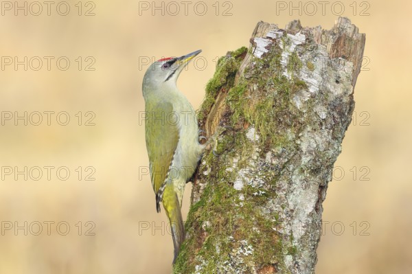 Grey-headed woodpecker (Picus canus), or great spotted woodpecker, male at a birch overgrown with