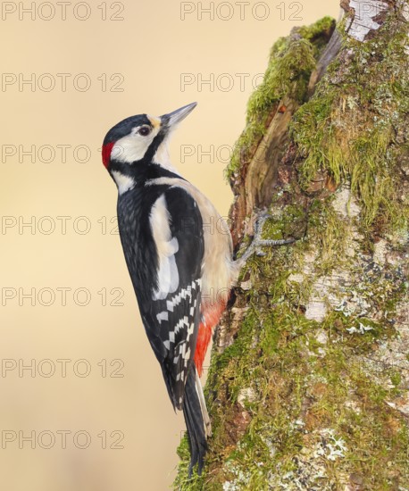 Great spotted woodpecker (Dendrocopus major), male on a birch overgrown with moss, wildlife,