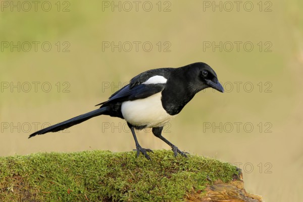 Magpie, (Pica pica) sitting on a moss-covered tree trunk, wildlife, corvid, nature photography,