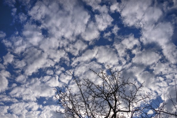 Clouds in the morning (Altocumulus stratiformis), silhouette of cherry tree in front, Bavaria,