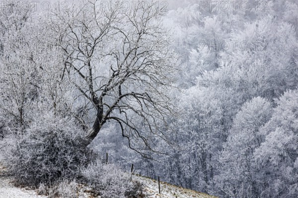 Winter landscape in the Swabian Jura. Bushes and forest with hoarfrost. Münsingen,