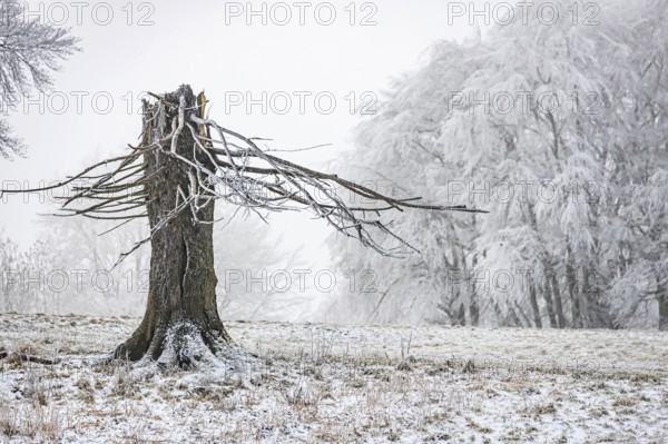 Winter landscape with broken tree stump in the Swabian Jura. hoarfrost. Münsingen,