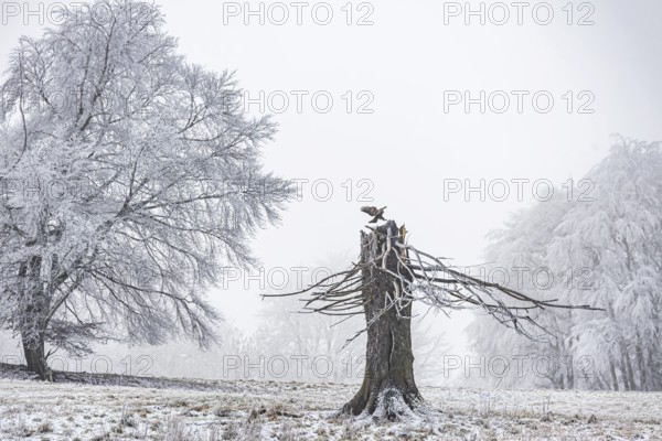 Winter landscape with broken tree stump in the Swabian Jura. A buzzard lands on the torso.