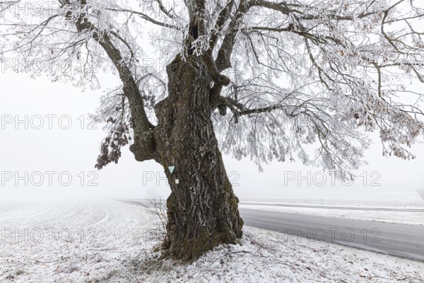 Lime tree, distinctive tree in the Heroldstatt district in the Swabian Jura. The Lindele natural