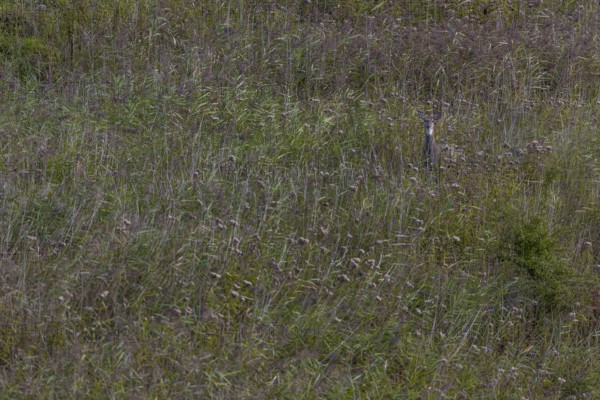 Motionless eyes in white-tailed deer (Odocoileus virginianus) female from a large reed bed,