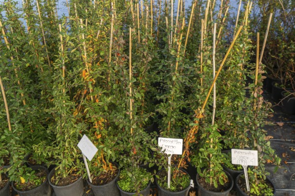 Pyracantha Orange Glow plants on display, Swann's nursery garden centre, Bromeswell, Woodbridge,