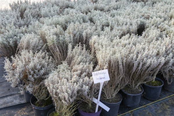 Santolina Incana plants on display, Swann's nursery garden centre, Bromeswell, Woodbridge, Suffolk,