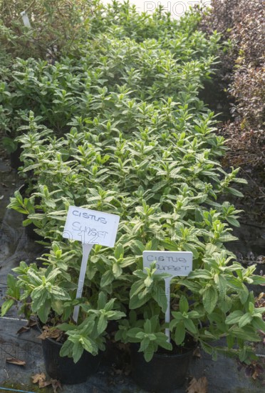 Cistus Sunset plants on display, Swann's nursery garden centre, Bromeswell, Woodbridge, Suffolk,