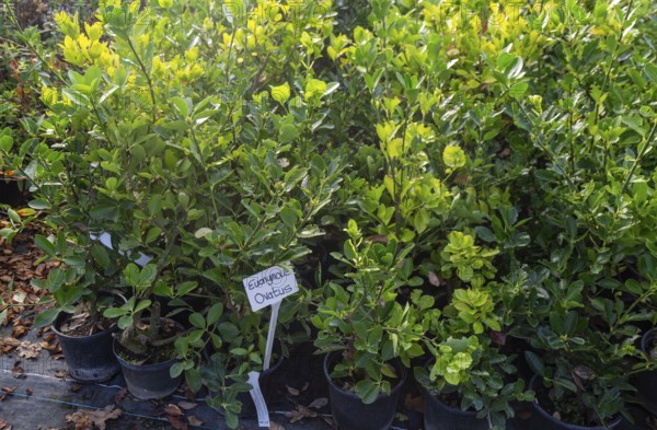 Euonymus Ovatus plants on display, Swann's nursery garden centre, Bromeswell, Woodbridge, Suffolk,