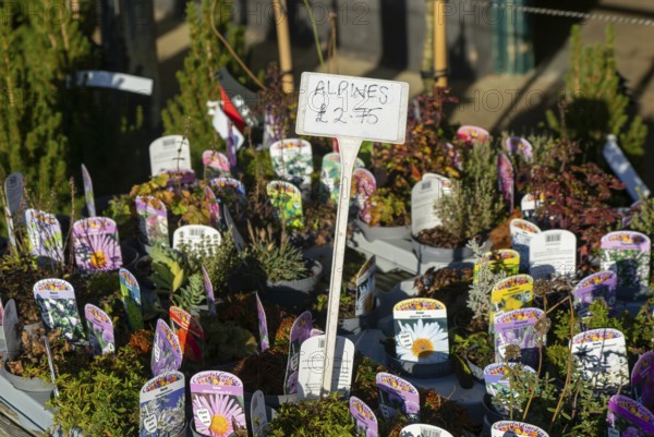 Alpine plants on display, Swann's nursery garden centre, Bromeswell, Woodbridge, Suffolk, England,