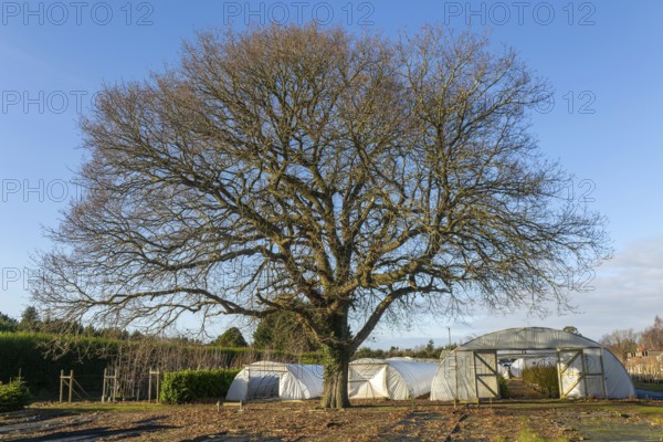 Mature leafless oak tree, Swann's nursery garden centre, Bromeswell, Woodbridge, Suffolk, England,