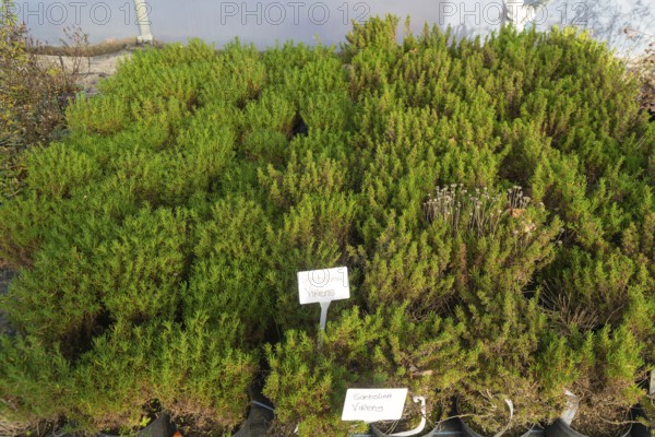 Santolina Virens plants on display, Swann's nursery garden centre, Bromeswell, Woodbridge, Suffolk,