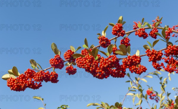 Red berries of Cotoneaster plant, Swann's nursery garden centre, Bromeswell, Woodbridge, Suffolk,