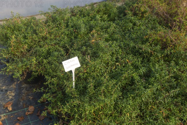 Cistus Lusitanicus plants on display, Swann's nursery garden centre, Bromeswell, Woodbridge,