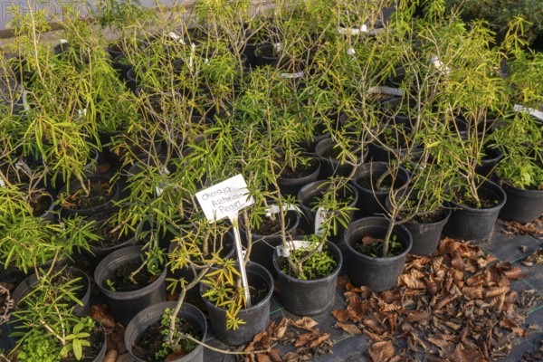 Choisya Aztec Pearl plants on display, Swann's nursery garden centre, Bromeswell, Woodbridge,