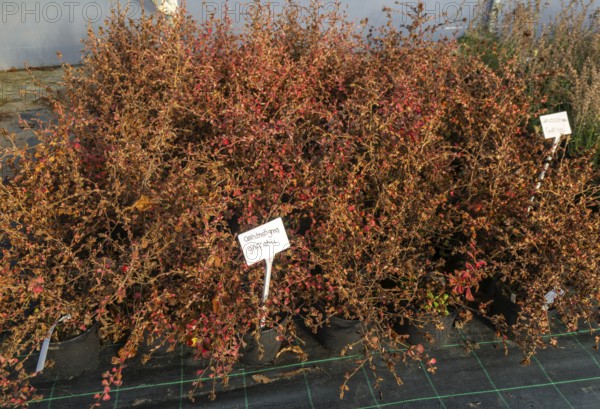 Ceratostigma griffithii plants on display, Swann's nursery garden centre, Bromeswell, Woodbridge,
