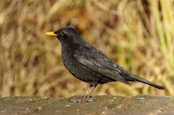 Blackbird sitting sideways with yellow beak on a wooden floor, background blurred, Blackbird