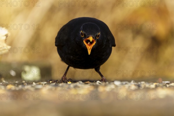 Blackbird with open beak feeding on the ground, in dynamic posture, Blackbird (Turdus merula),
