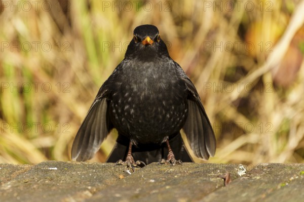Frontal view of a blackbird with yellow beak on a wooden floor, Blackbird (Turdus merula),