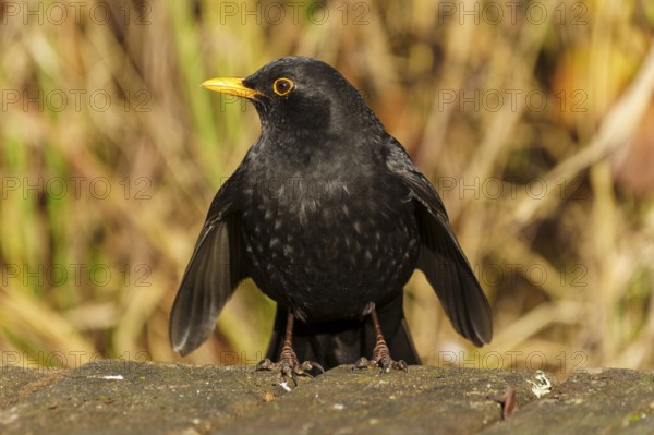 Black blackbird with yellow beak sitting on a forest floor with blurred background, Blackbird