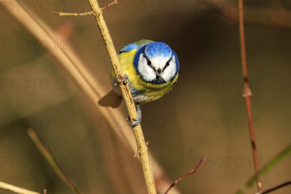 Blue tit sitting upright on a thin branch and looking forwards, Blue tit (Cyanistes caeruleus),