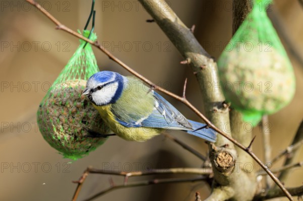 Blue tit eating from a tit dumpling on a bare tree branch, Blue tit (Cyanistes caeruleus),