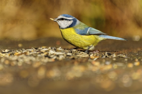 A blue tit eating seeds from the ground in the wild, blue tit (Cyanistes caeruleus), wildlife,