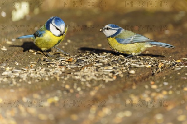 Two blue tits eating seeds on the ground in the wild, blue tit (Cyanistes caeruleus), wildlife,