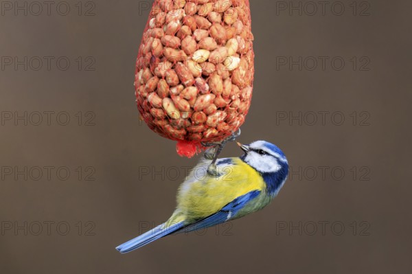 Blue tit hanging upside down from a net full of peanuts, Blue tit (Cyanistes caeruleus), wildlife,