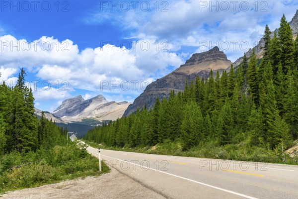 Empty highway stretching through a dense pine forest with the canadian rockies towering in the
