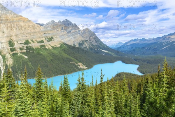 Turquoise peyto lake is shining under a cloudy sky, surrounded by lush vegetation and the imposing