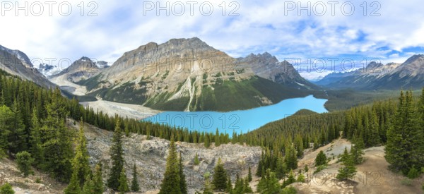 Panoramic view of turquoise peyto lake, surrounded by lush pine forests and towering mountains, a