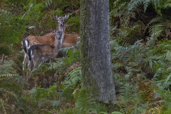 Again and again, small groups move into the sparse oak forest to eat the freshly fallen acorns,