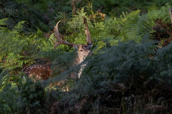 Obscured by the bracken, a strong fallow deer (Dama dama) suddenly stands in front of me, in the
