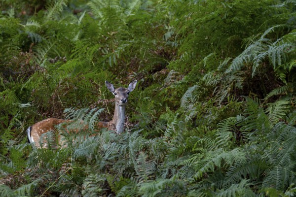 The Dama dama cannot resist the tempting offer of acorns, the upright fern fronds still cover the