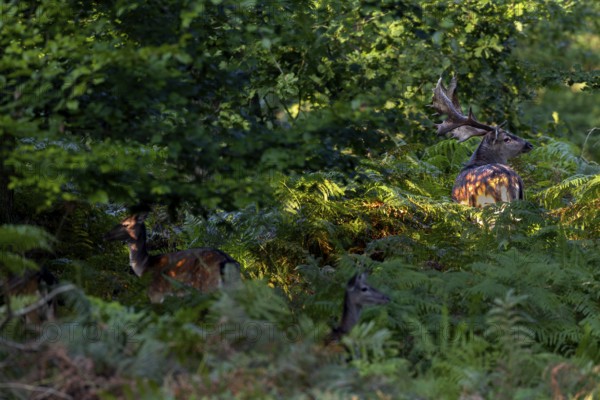 At the end of September, mature fallow deer (Dama dama) seek contact with the fallow deer, the