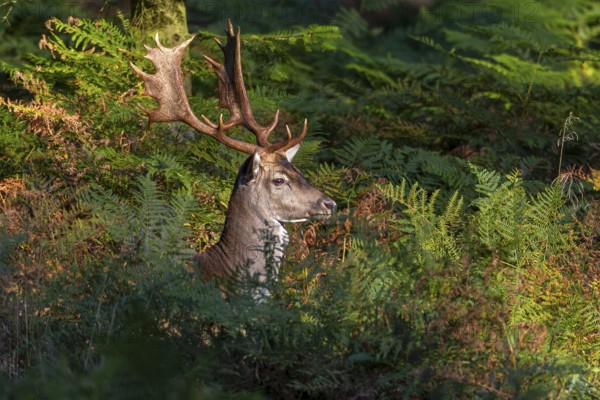 The wait was worth it, a fallow deer (Dama dama) takes advantage of a game crossing in the bracken