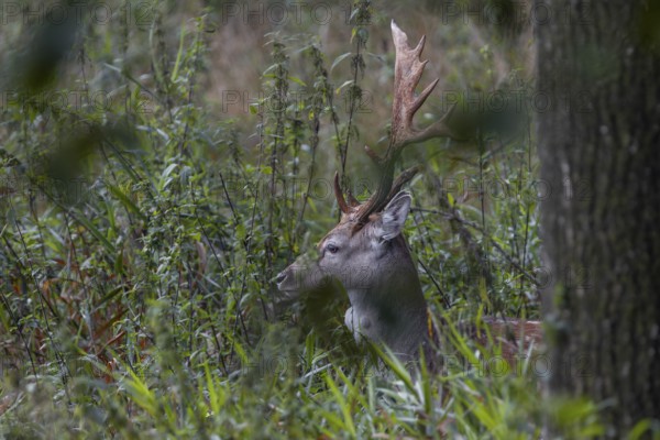 The natural forest meadow offers the fallow deer (Dama dama) good cover, abnormal, Feistzeit,