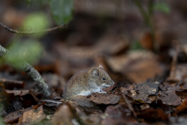 The bank vole (Myodes glareolus) rarely eats directly at the feeding site, it eats in a safe place,
