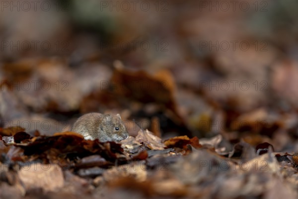 The bank vole (Myodes glareolus) with its reddish-brown fur is well camouflaged among the orange