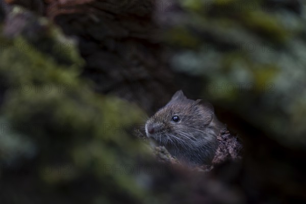 The bank vole (Myodes glareolus) looks attentively from inside the tree root, vector, hantavirus,