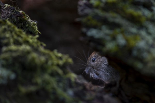 In the root network, the bank vole (Myodes glareolus) is well protected from aerial predators,