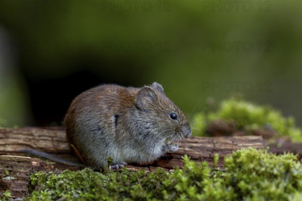 The feeding area, which was only created for small rodents, is perfectly accepted by the bank voles