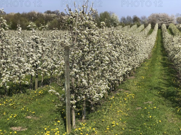 Flowering apple tree in orchard in Kivik, Simrishamn municipality, Skåne County, Sweden,