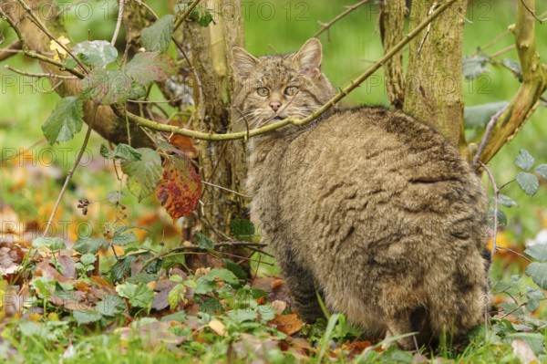 A brown cat sits between trees on leaves and looks attentively, wild cat (Felis silvestris),