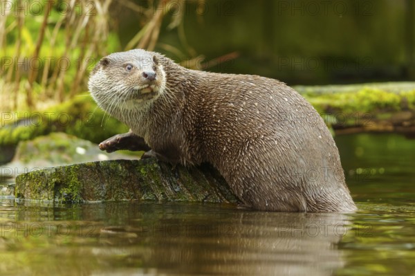 An otter climbs on a moss-covered stone in the water in its natural environment, European otter